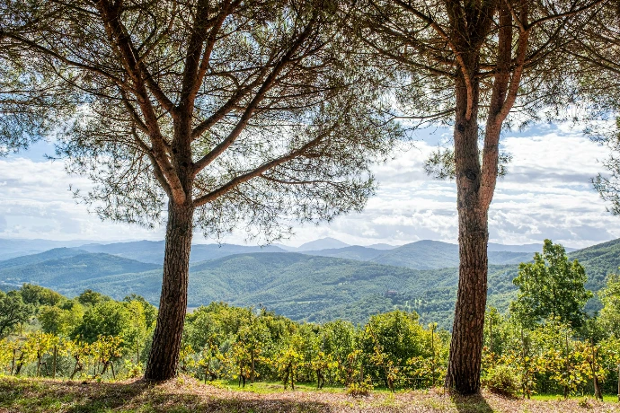 Two pine trees frame a rolling green landscape.